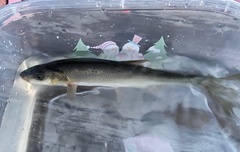 Mylocheilus caurinus