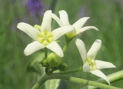 Vincetoxicum hirundinaria