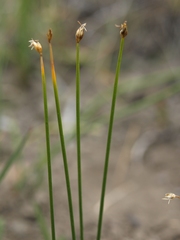 Trichophorum pumilum