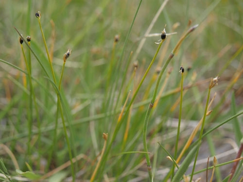 Rolland's bulrush (Trichophorum pumilum)