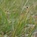 Trichophorum pumilum - Photo (c) Jim Morefield, algunos derechos reservados (CC BY)