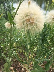 Tragopogon