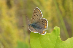 Lycaena tityrus