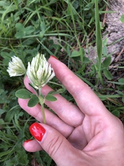 Trifolium canescens