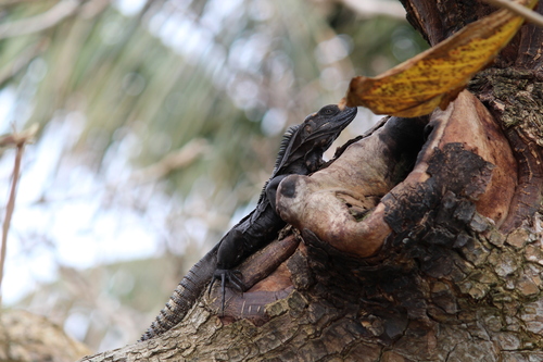 Northeastern Spinytail Iguana, Ctenosaura acanthura