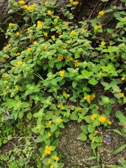Lysimachia congestiflora