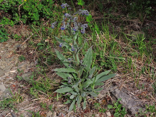 Cynoglossum alpestre (Cynoglossum alpestre)