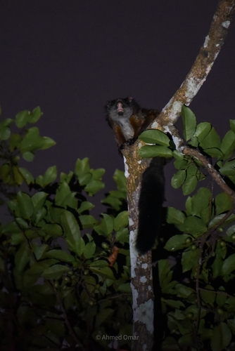 Indian Giant Flying Squirrel