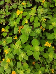 Lysimachia congestiflora