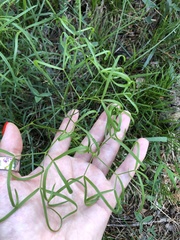 Peucedanum ruthenicum