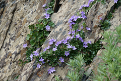 Campanula piperi