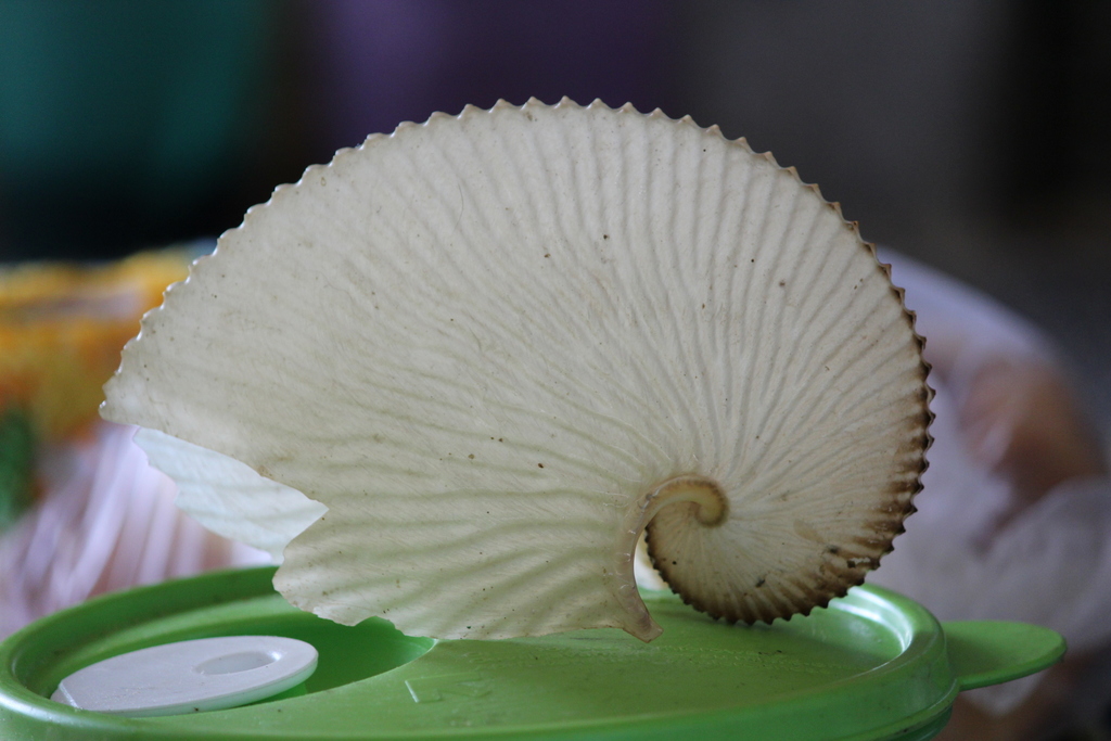 Common paper nautilus