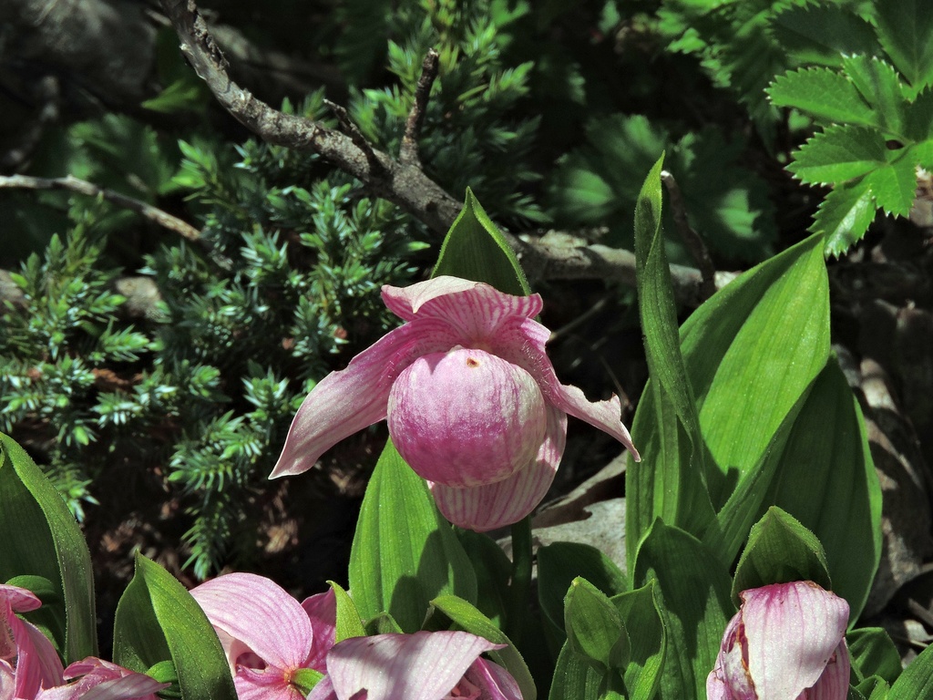 Cypripedium taiwanalpinum