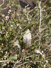 Perconia strigillaria