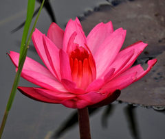 Nymphaea pubescens