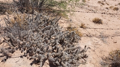 Grusonia reflexispina