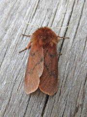 Phragmatobia assimilans