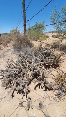 Grusonia reflexispina