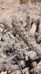 Grusonia reflexispina