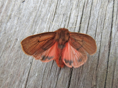 Phragmatobia assimilans