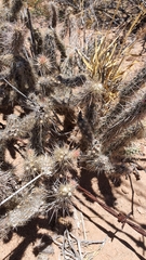 Grusonia reflexispina