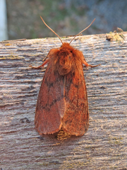 Phragmatobia assimilans