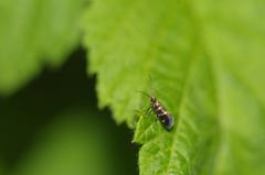 Micropterix aruncella