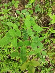 Lespedeza thunbergii