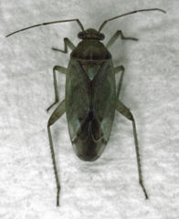 Bipuncticoris