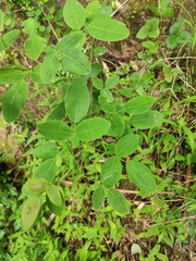Lespedeza thunbergii