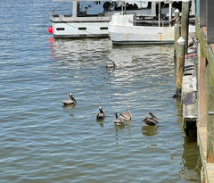 Pelecanus occidentalis