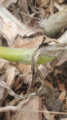 Tritoxa