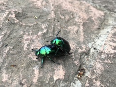 Macraspis rufonitida