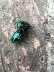 Macraspis rufonitida