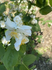 Philadelphus coronarius