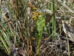 Botrychium crenulatum