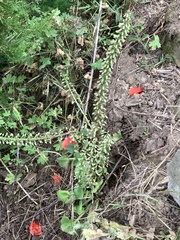 Umbilicus rupestris