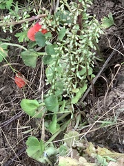 Umbilicus rupestris