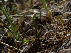Gentianella amarella acuta
