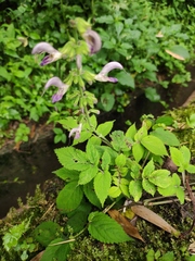 Salvia bowleyana