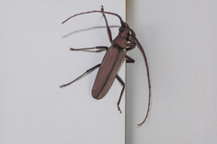 Aegolipton marginale