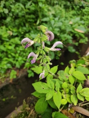 Salvia bowleyana