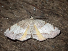 Achrosis calcicola