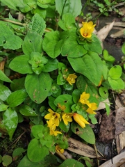 Lysimachia congestiflora