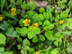 Lysimachia congestiflora