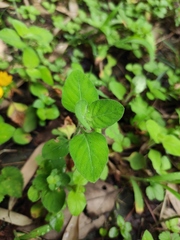 Lysimachia congestiflora