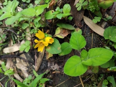 Lysimachia congestiflora