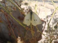 Pieris rapae