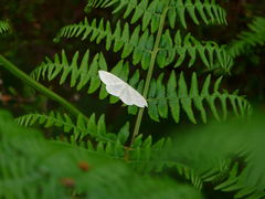 Scopula floslactata