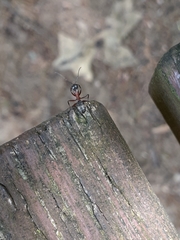 Camponotus novaeboracensis